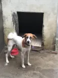 Susi