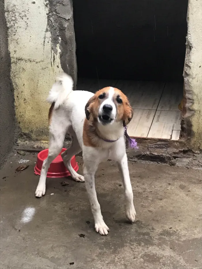 Cachorro ra a SRD-ViraLata idade 2 a 6 meses nome Susi