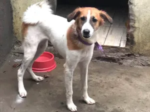 Cachorro raça SRD-ViraLata idade 2 a 6 meses nome Susi