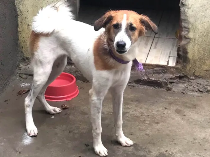 Cachorro ra a SRD-ViraLata idade 2 a 6 meses nome Susi