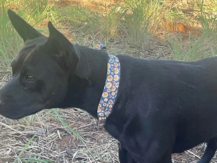Cachorro ra a SRD-ViraLata idade 1 ano nome Pretinha