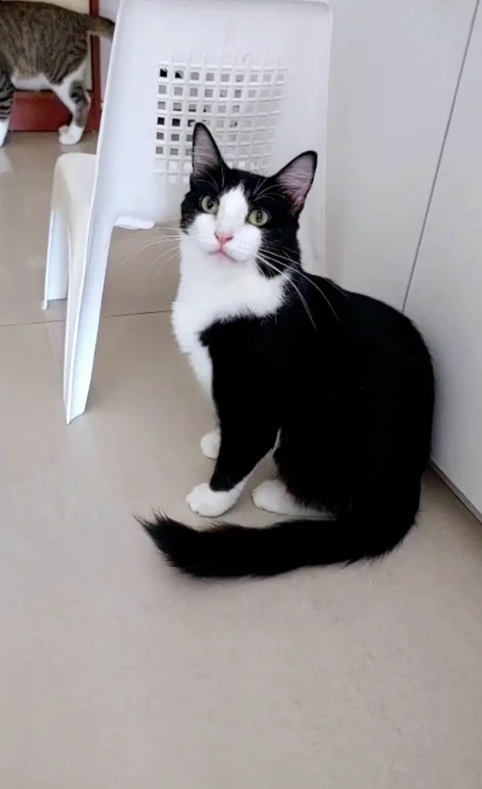 Gato ra a SRD-ViraLata idade 2 anos nome Melissa 