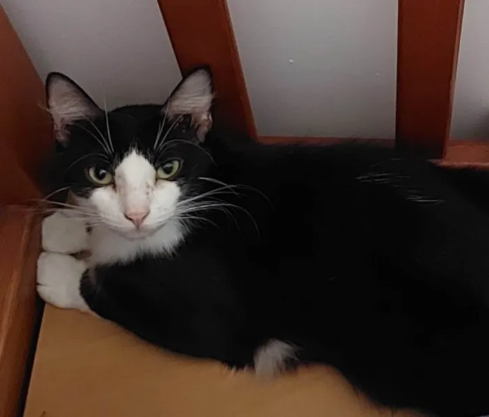Gato ra a SRD-ViraLata idade 2 anos nome Melissa 