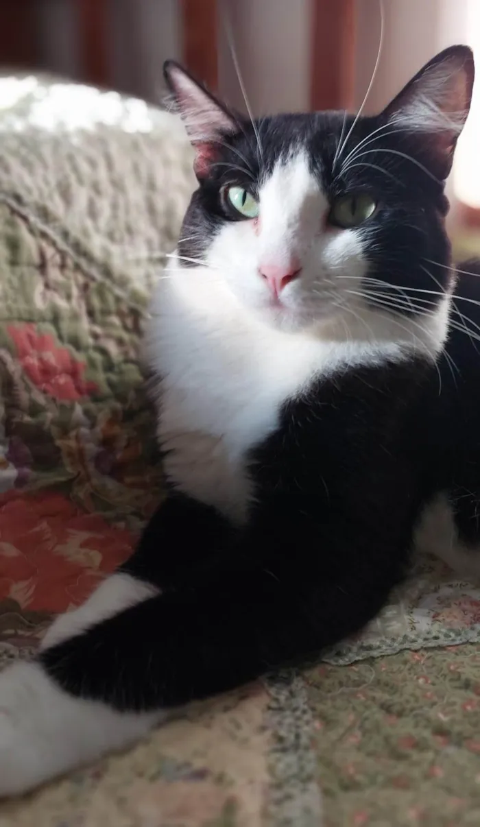 Gato ra a SRD-ViraLata idade 2 anos nome Melissa 