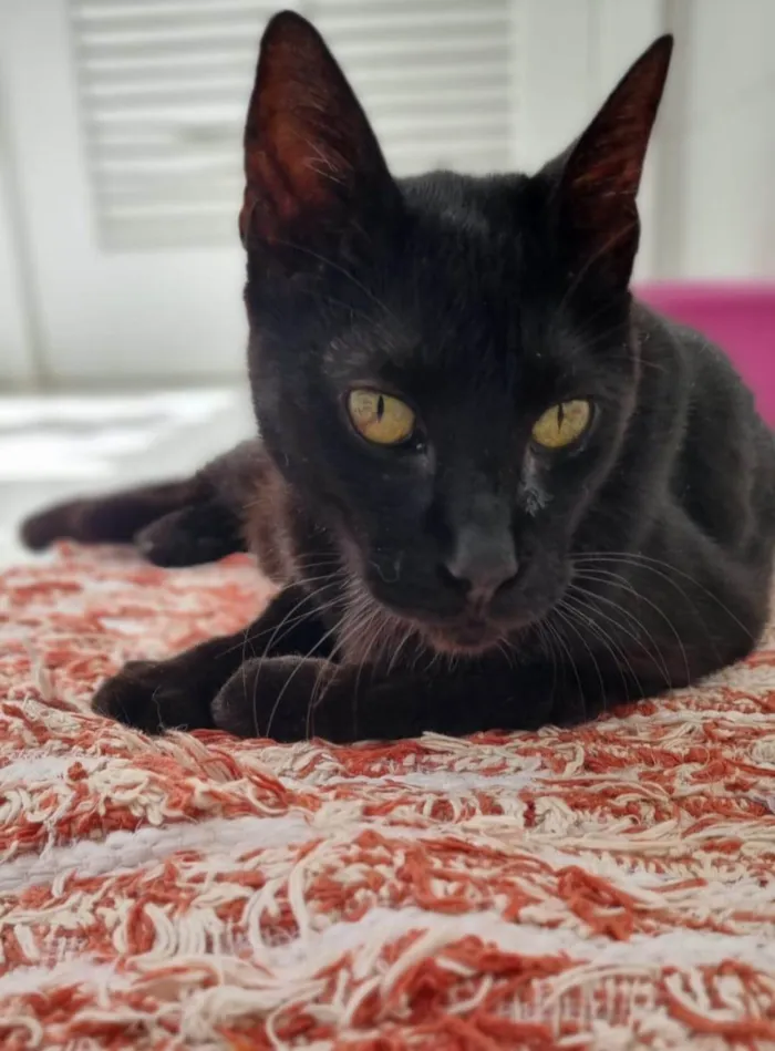 Gato ra a SRD-ViraLata idade 6 ou mais anos nome Bartolomeu 