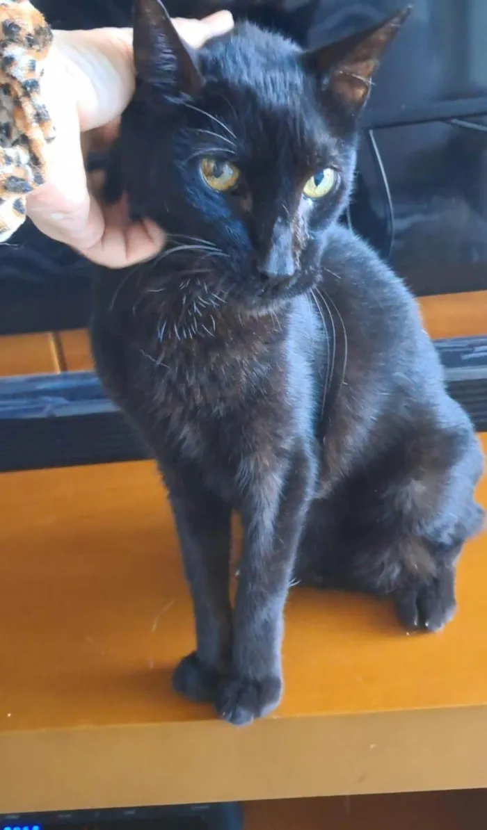 Gato ra a SRD-ViraLata idade 6 ou mais anos nome Bartolomeu 