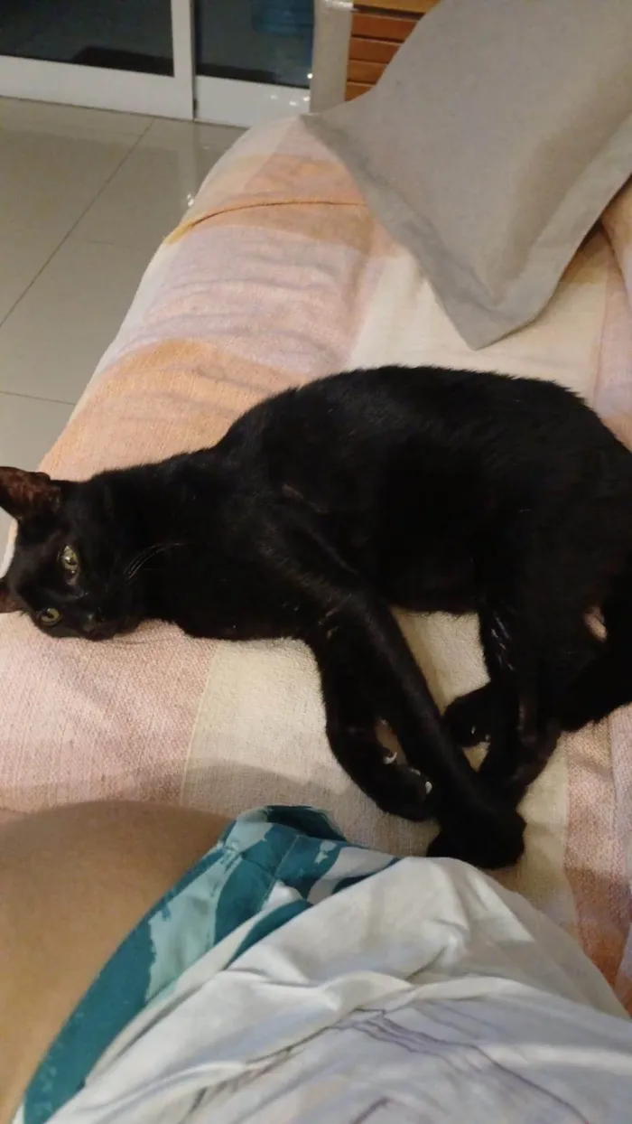 Gato ra a SRD-ViraLata idade 6 ou mais anos nome Bartolomeu 