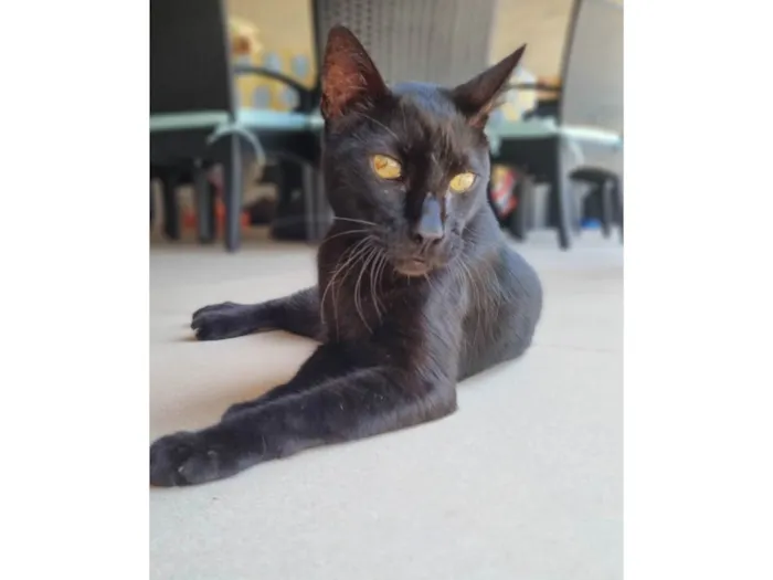 Gato ra a SRD-ViraLata idade 6 ou mais anos nome Bartolomeu 