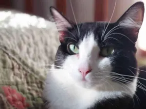 Gato raça SRD-ViraLata idade 2 anos nome Melissa 