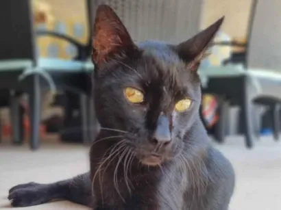 Gato raça SRD-ViraLata idade 6 ou mais anos nome Bartolomeu 
