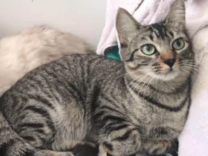 Gato raça SRD-ViraLata idade 7 a 11 meses nome Safira