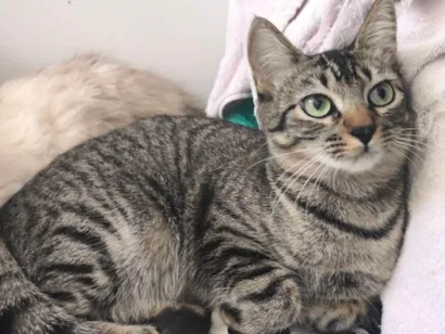 Gato raça SRD-ViraLata idade 7 a 11 meses nome Safira