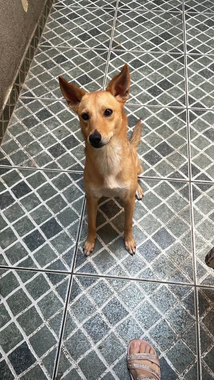 Cachorro ra a SRD-ViraLata idade Abaixo de 2 meses nome Safira 