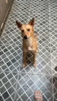 Safira