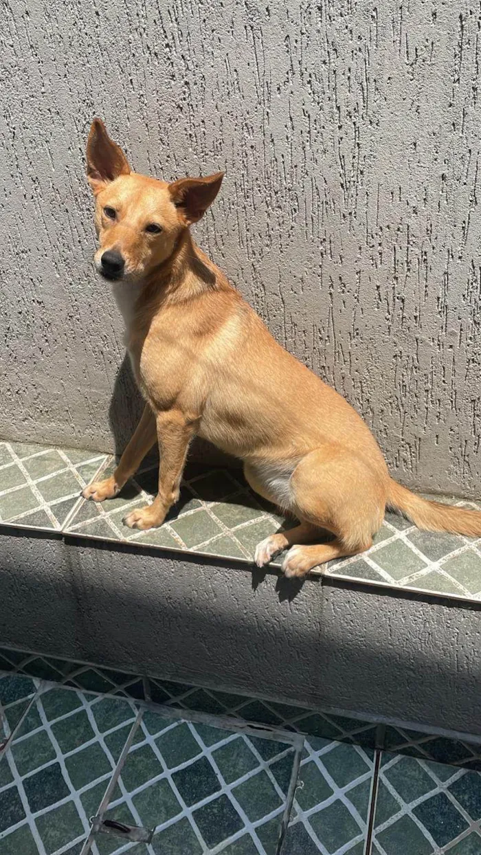 Cachorro ra a SRD-ViraLata idade Abaixo de 2 meses nome Safira 