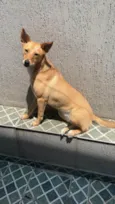 Safira