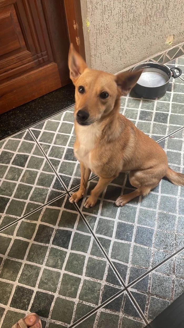 Cachorro ra a SRD-ViraLata idade Abaixo de 2 meses nome Safira 