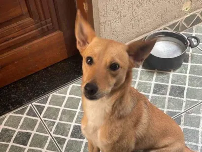 Cachorro raça SRD-ViraLata idade Abaixo de 2 meses nome Safira 