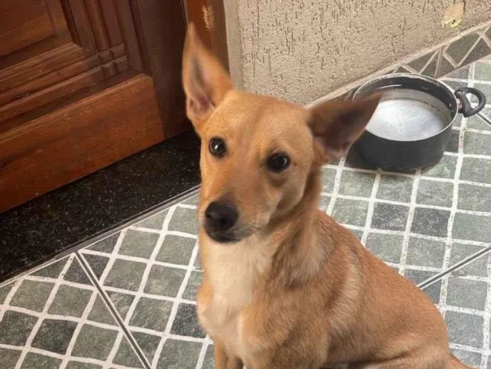 Cachorro ra a SRD-ViraLata idade Abaixo de 2 meses nome Safira 
