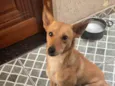 Safira