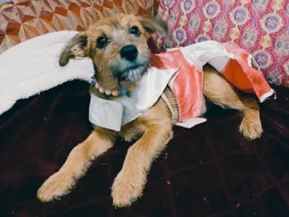Cachorro raça SRD-ViraLata idade 2 a 6 meses nome Yuki