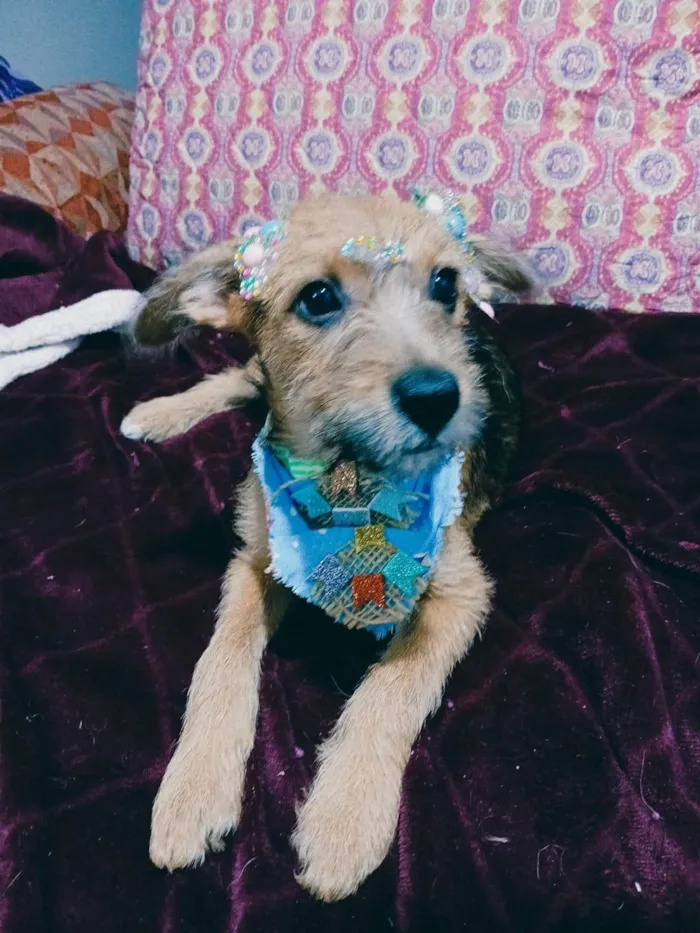 Cachorro ra a SRD-ViraLata idade 2 a 6 meses nome Yuki
