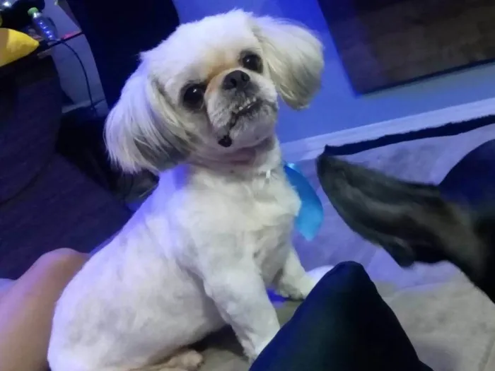 Cachorro ra a Shitzu idade 5 anos nome Rober