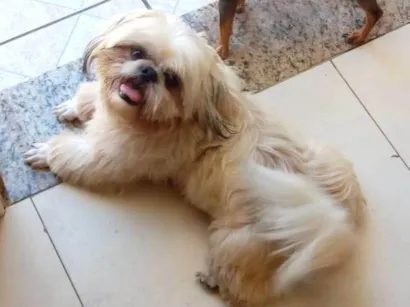 Cachorro raça Shitzu idade 5 anos nome Rober