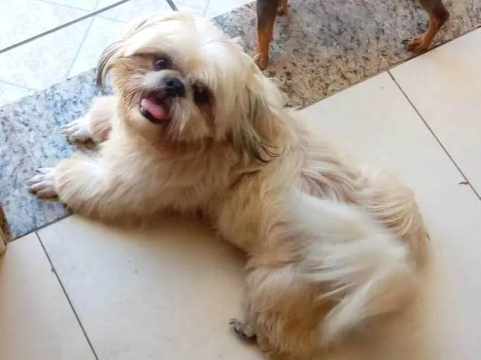 Cachorro ra a Shitzu idade 5 anos nome Rober