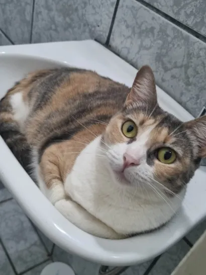 Gato raça SRD-ViraLata idade 2 anos nome Nina