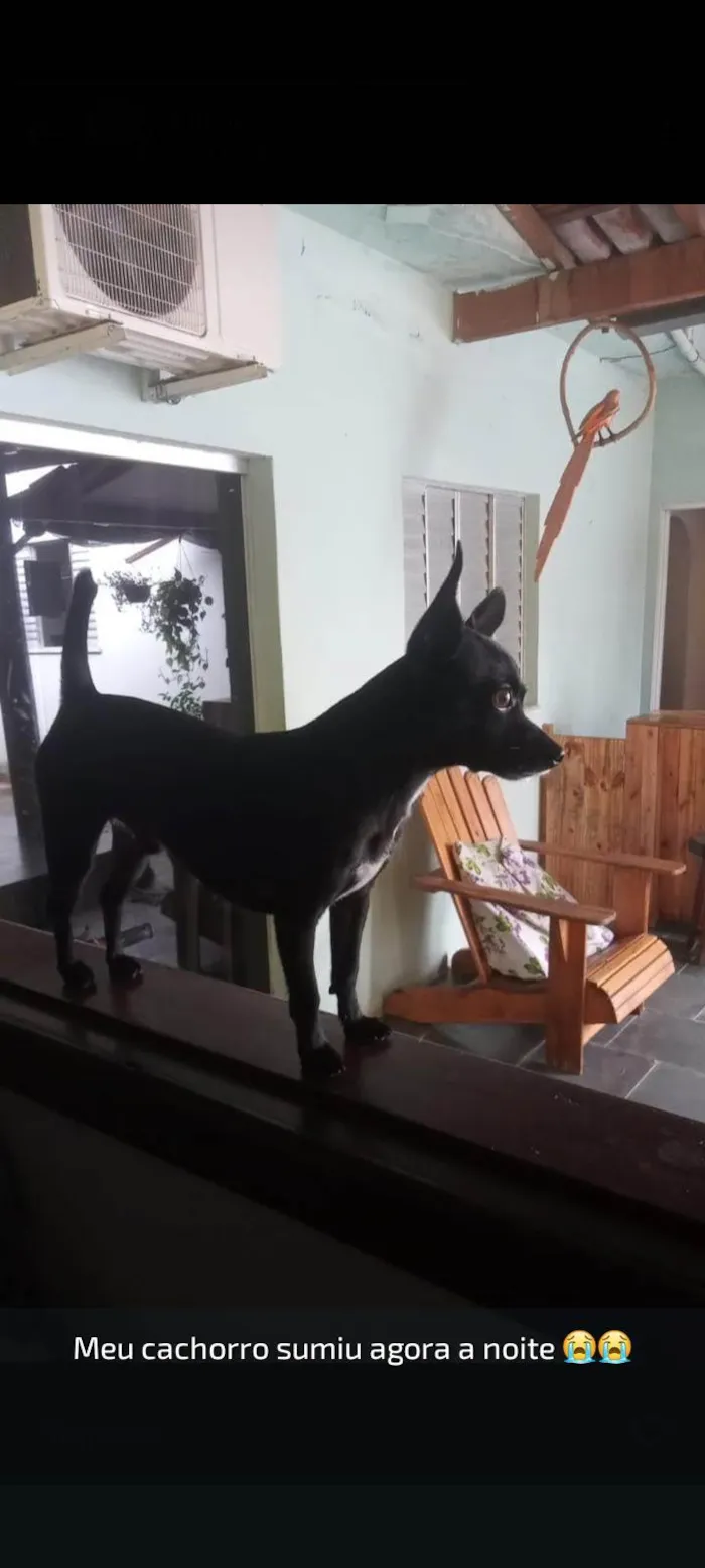 Cachorro ra a Pinscher idade 6 ou mais anos nome Peter