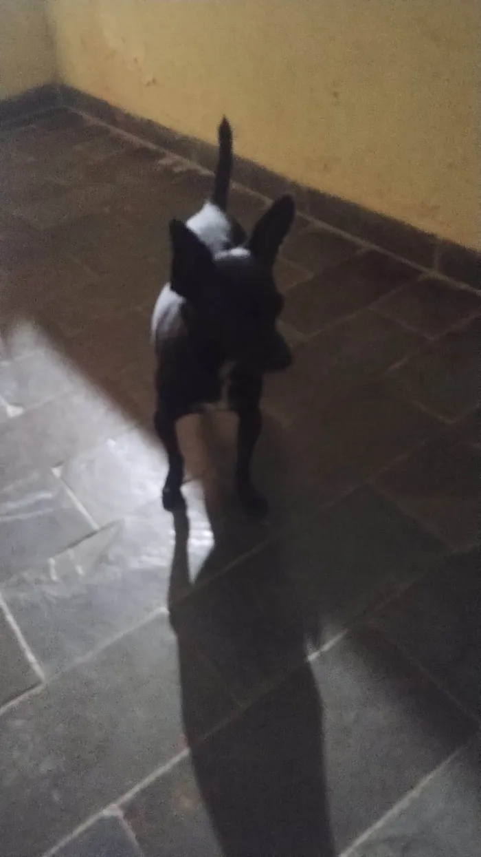Cachorro ra a Pinscher idade 6 ou mais anos nome Peter