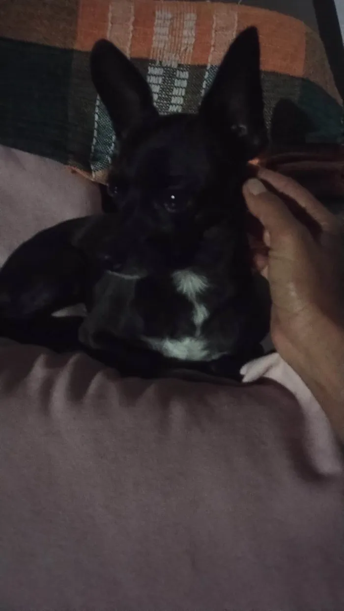 Cachorro ra a Pinscher idade 6 ou mais anos nome Peter
