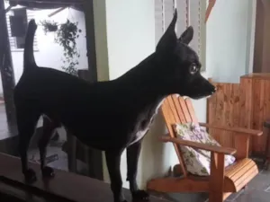 Cachorro raça Pinscher idade 6 ou mais anos nome Peter