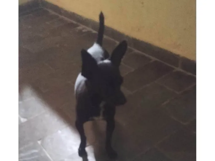 Cachorro ra a Pinscher idade 6 ou mais anos nome Peter