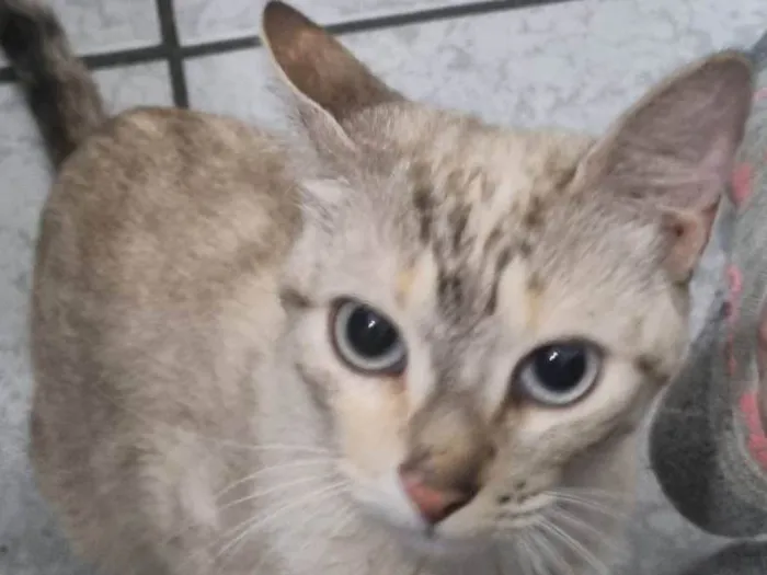 Gato ra a SRD-ViraLata idade 1 ano nome Diana 