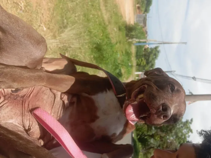 Cachorro ra a Pit-Bull idade 4 anos nome kiara