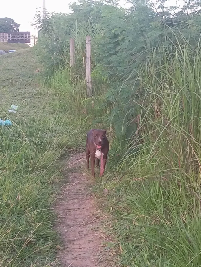 Cachorro ra a Pit-Bull idade 4 anos nome kiara