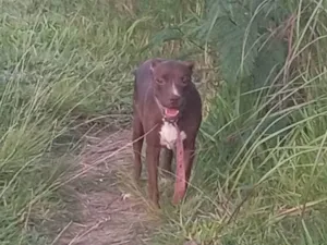 Cachorro raça Pit-Bull idade 4 anos nome kiara