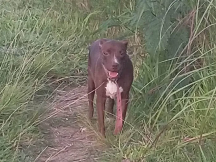 Cachorro ra a Pit-Bull idade 4 anos nome kiara