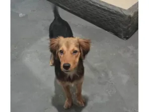Cachorro raça SRD-ViraLata idade 7 a 11 meses nome Lesse