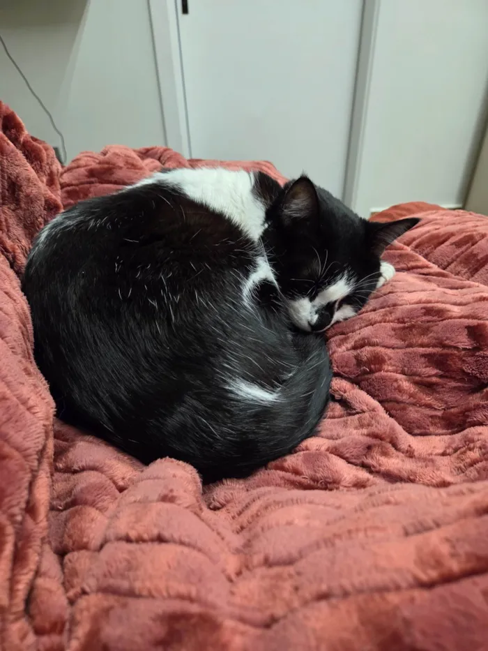 Gato ra a SRD-ViraLata idade 6 ou mais anos nome Chica