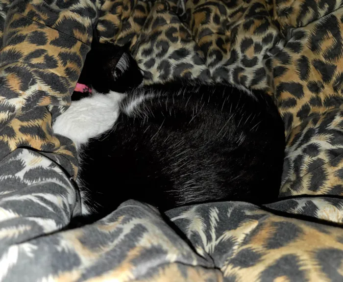 Gato ra a SRD-ViraLata idade 6 ou mais anos nome Chica