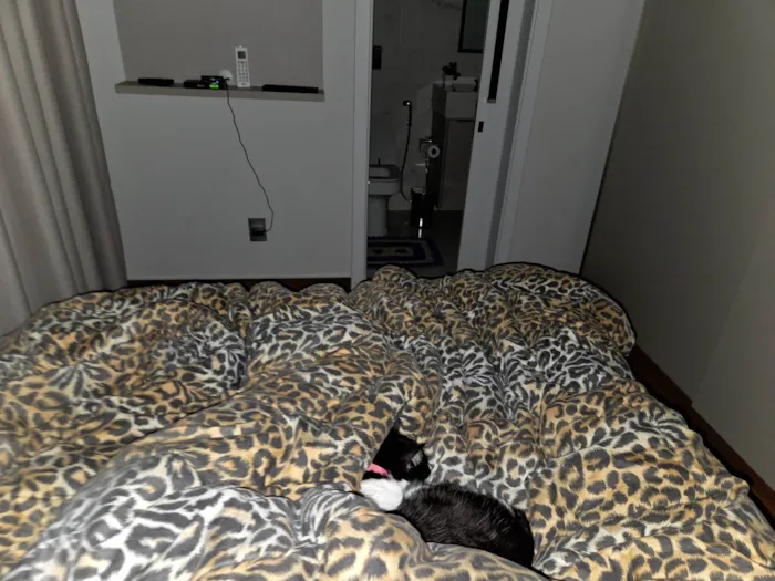 Gato ra a SRD-ViraLata idade 6 ou mais anos nome Chica