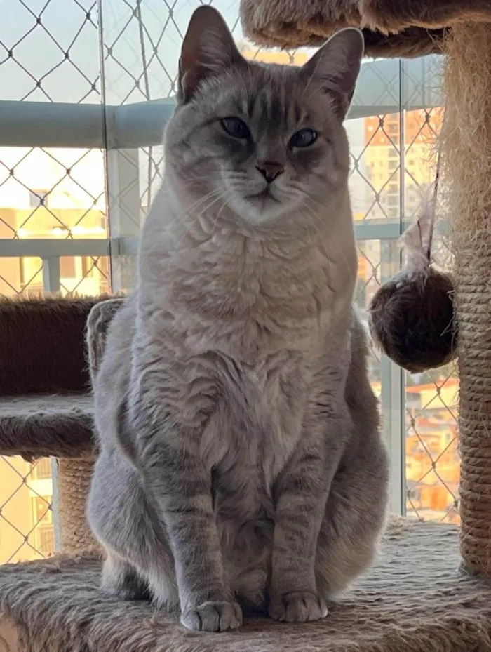Gato ra a SRD-ViraLata idade 6 ou mais anos nome Pandora 