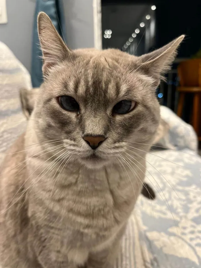 Gato ra a SRD-ViraLata idade 6 ou mais anos nome Pandora 