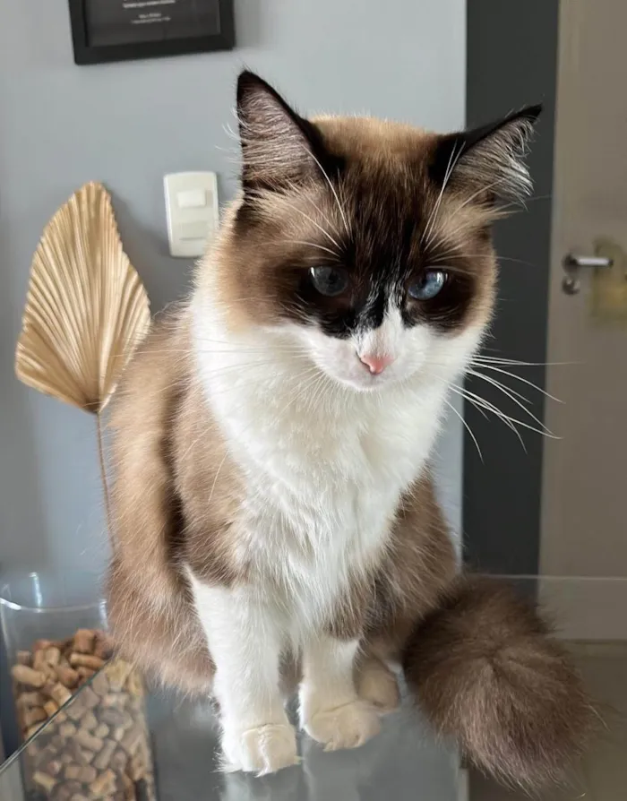 Gato ra a SRD-ViraLata idade 3 anos nome Brisa