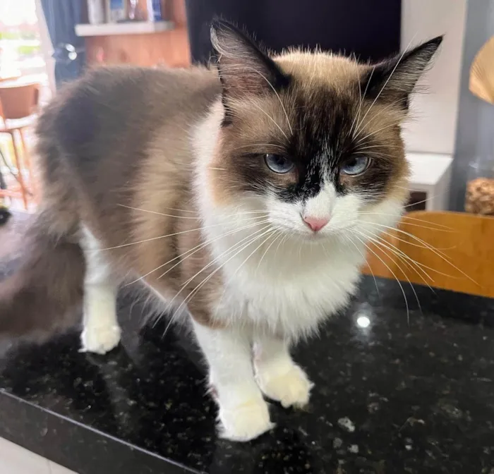 Gato ra a SRD-ViraLata idade 3 anos nome Brisa
