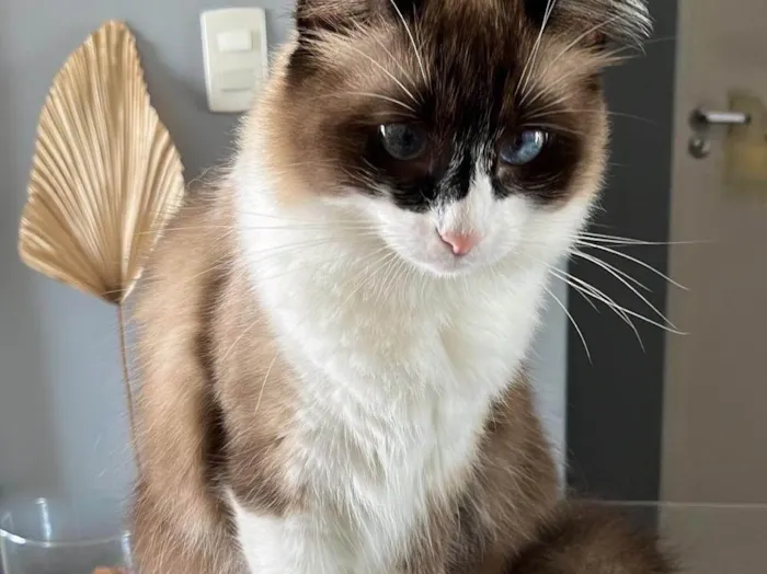 Gato ra a SRD-ViraLata idade 3 anos nome Brisa