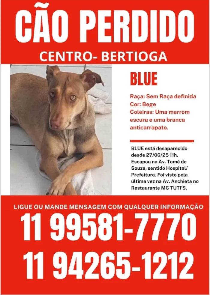 Cachorro ra a SRD-ViraLata idade 7 a 11 meses nome Blue